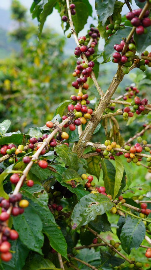 Colombia - Antioquia