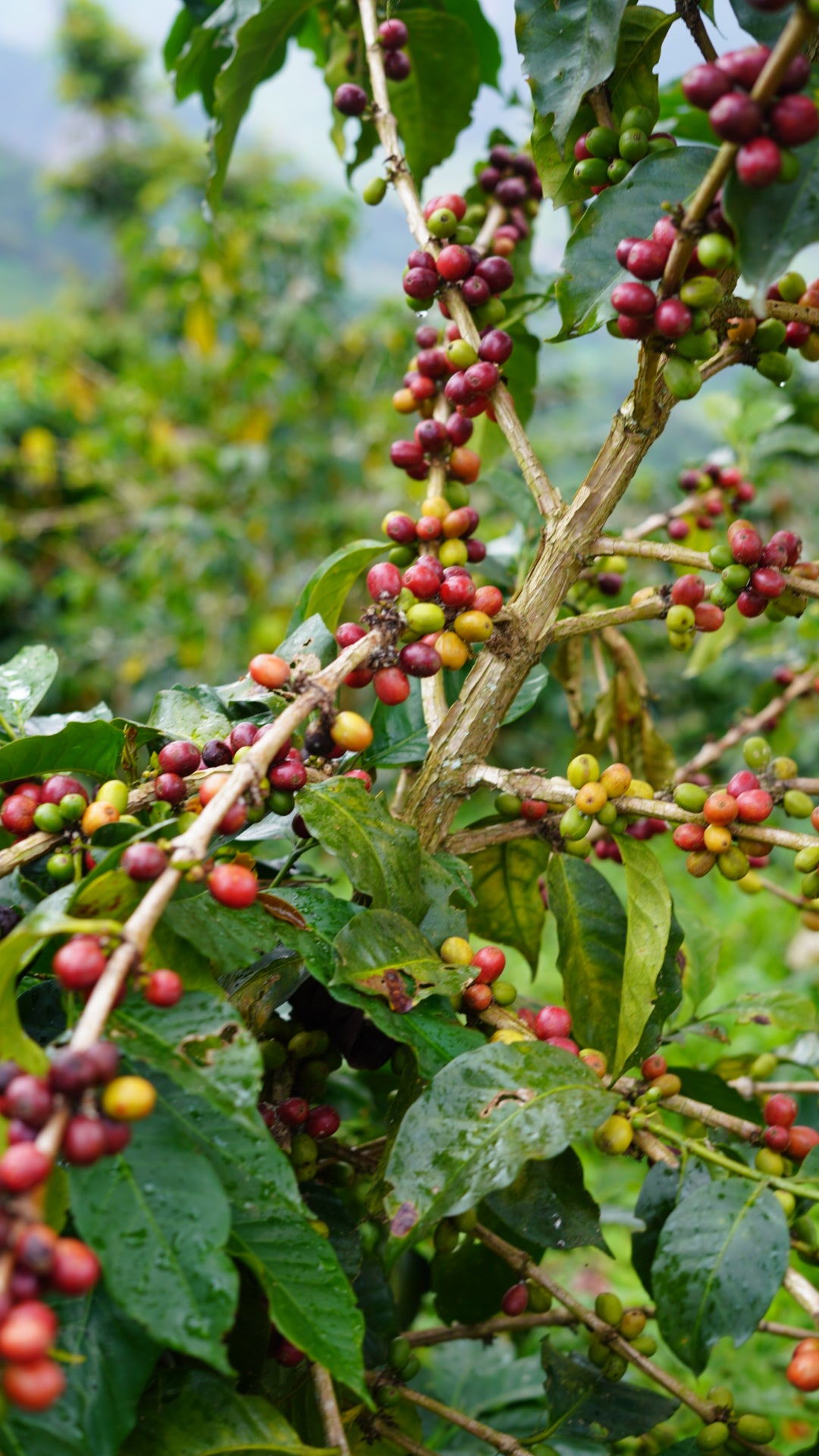 Colombia - Antioquia